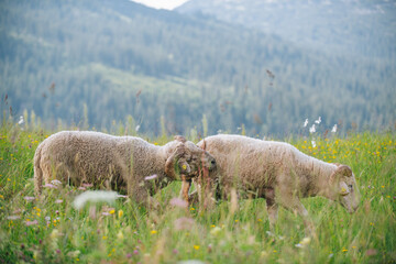 Eine Schafherde auf einer Weide mit hohem safitgem grünen Gras in den Alpen Vorarlbergs.
