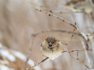 Sparrow sits on a branch without leaves.