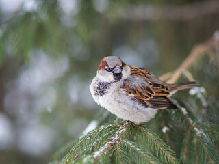 Sparrow sits on a fir branch with snow in winter