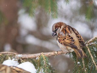 Sparrow sits on a fir branch with snow in winter