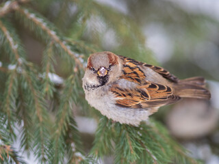 Sparrow sits on a fir branch with snow in winter