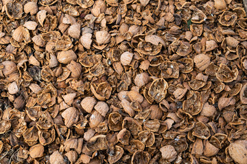 walnut shell, background, texture. Walnut.