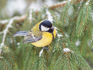Cute bird Great tit, songbird sitting on the fir branch with snow in winter