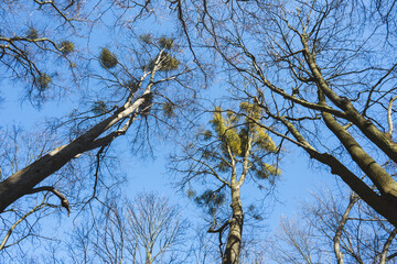 Spring trees against the blue sky viewed from below