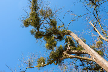 Mistletoe (Viscum album) parasite on the tree against the blue sky