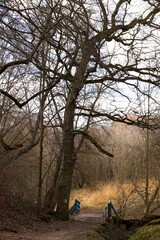 Drzewo nad mostkiem © Ireneusz