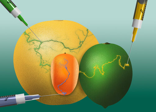 Citrus fruit is being injected with chemicals to modify the food to make hybrids in this 3-d illustration about GMO additives to food.
