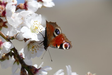 Mariposa sobre la flor de un almendro recogiendo polen en primavera