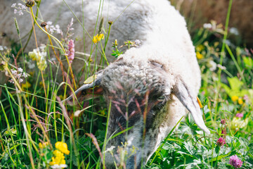 Eine Schafherde auf einer Weide mit hohem safitgem grünen Gras in den Alpen Vorarlbergs.
