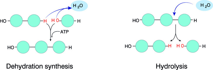 Hydrolysis and Dehydration Synthesis both deal with water and other molecules, but in very different ways. Both have a reverse reaction in relation to each other and vice versa.