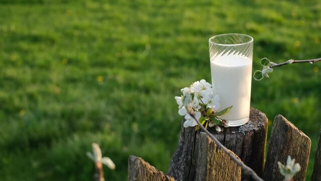 A glass of fresh milk stands on an old wooden fence. The benefits of eating dairy products containing a lot of calcium and protein