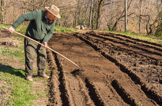 Senior man raking the soil with a rake in the vegetables garden. Spring garden preparation for seeding.