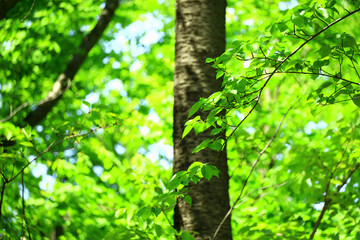 Fototapeta premium Background material photo of brightly colored fresh green leaves