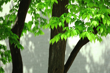 Fototapeta premium Background material photo of brightly colored fresh green leaves