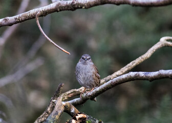 Dunnock on a branch