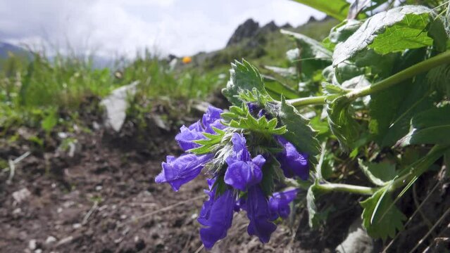 Big flower dragonhead (Dracocephalum grandiflorum or Dracocephalum altaicum) in Altai mountains meadows. Altai Territory