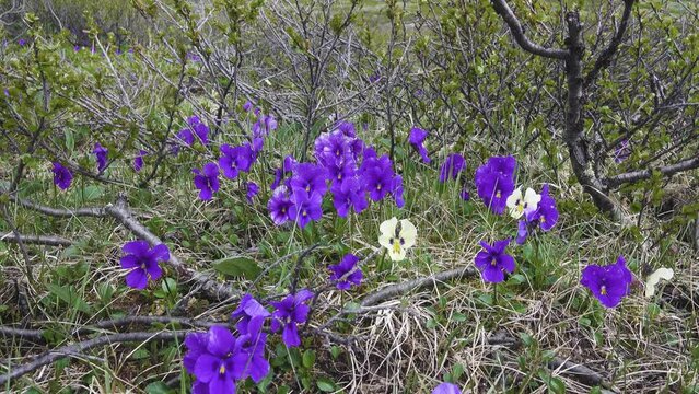 Altai Violets (Viola altaica) in the forest meadows of Altai mountains. Variable coloring of flowers
