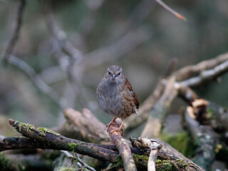 Dunnock on a branch