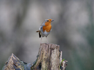 Robin on a stump