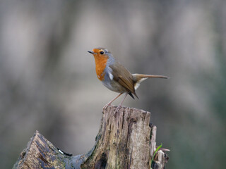 Robin on a stump