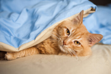 a red-haired cat is lying on a yellow-blue bed linen