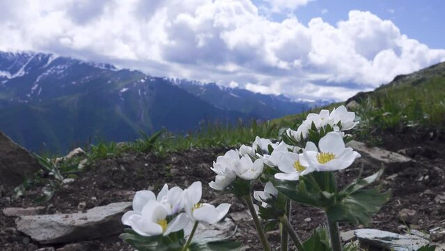 Irkutsk anemone (Windflower Anemone altaica) on the upper border of the Alpine belt, 2500 a.s.l. Altai Mountains (snow-capped peaks on the horizon), Siberia