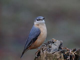 Naklejka premium nuthatch on a trunk
