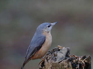 Fototapeta premium nuthatch on a trunk