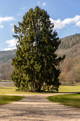 Baum im Seegarten