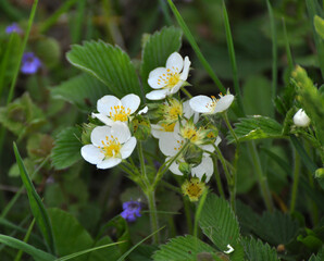 Wild strawberries bloom in nature