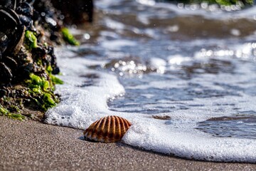 Muschel am Strand