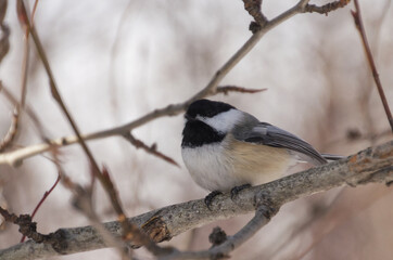 Black-capped chickadee on a branch