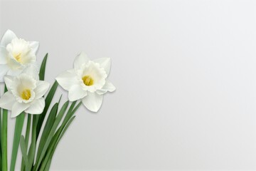 Fresh beautiful flowers on light gray table background.