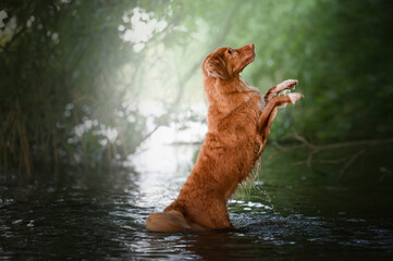 Pies stojący w wodzie, wykonujący sztuczkę - obrazy, fototapety, plakaty