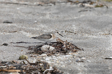 Calidris is looking for insects in the sand among the seaweed. Kunashir Island