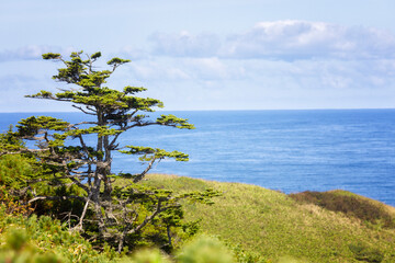 Pine tree on Shikotan island, South Kuriles
