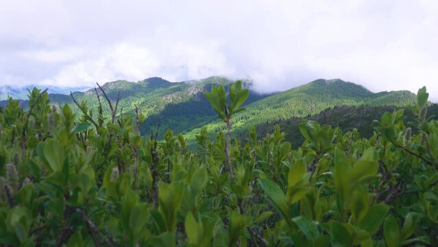 Willow-shrub; osier bed (Salicetum) in mountains. Alpine belt - view of the forest belt background. Most is SР&deg;lis glauca.