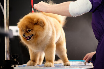 Beautiful purebred red pomeranian on the table in the grooming salon