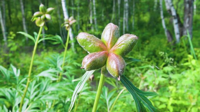 Anomalous peony (Paeonia anomala, seed case; capsule) on the mountain meadows of Altai mountains, Gynecological plant. Spectacular medicinal herbs (drug raw materials) of Altai