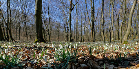 Schneeglöckchen im Laubwald