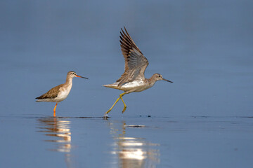 Common Redshank and Common Greenshank race