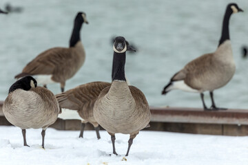 Canada geese on the river bank.