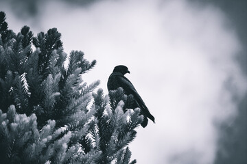 bird on the tree