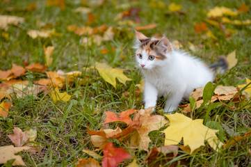 Naklejka na ściany i meble cute cat kitten walks on yellow autumn maple leaves. High quality photo