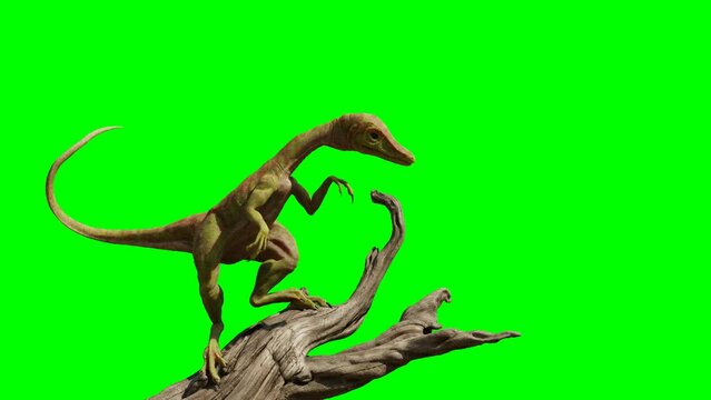 Compsognathus longipes, tiny dinosaur species from the Late Jurassic period, on green screen background, 4k