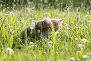 Katzenbabies im Gras
