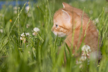 Katzenbabies im Gras
