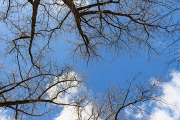 bottom view of bare leafless tree branches against a blue sky with white clouds