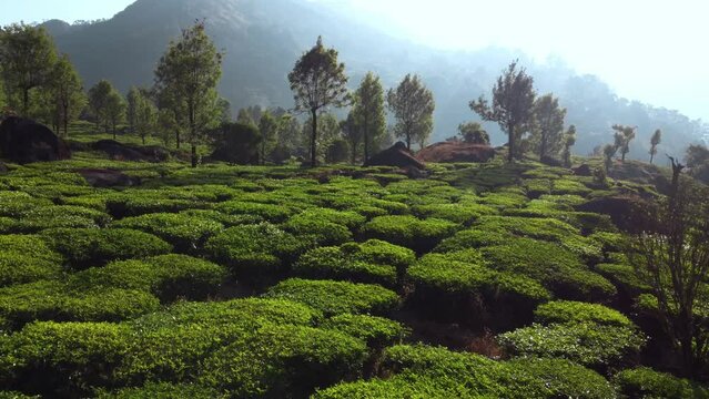 Tea plantation with trees low flight drone