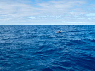 Common dolphin